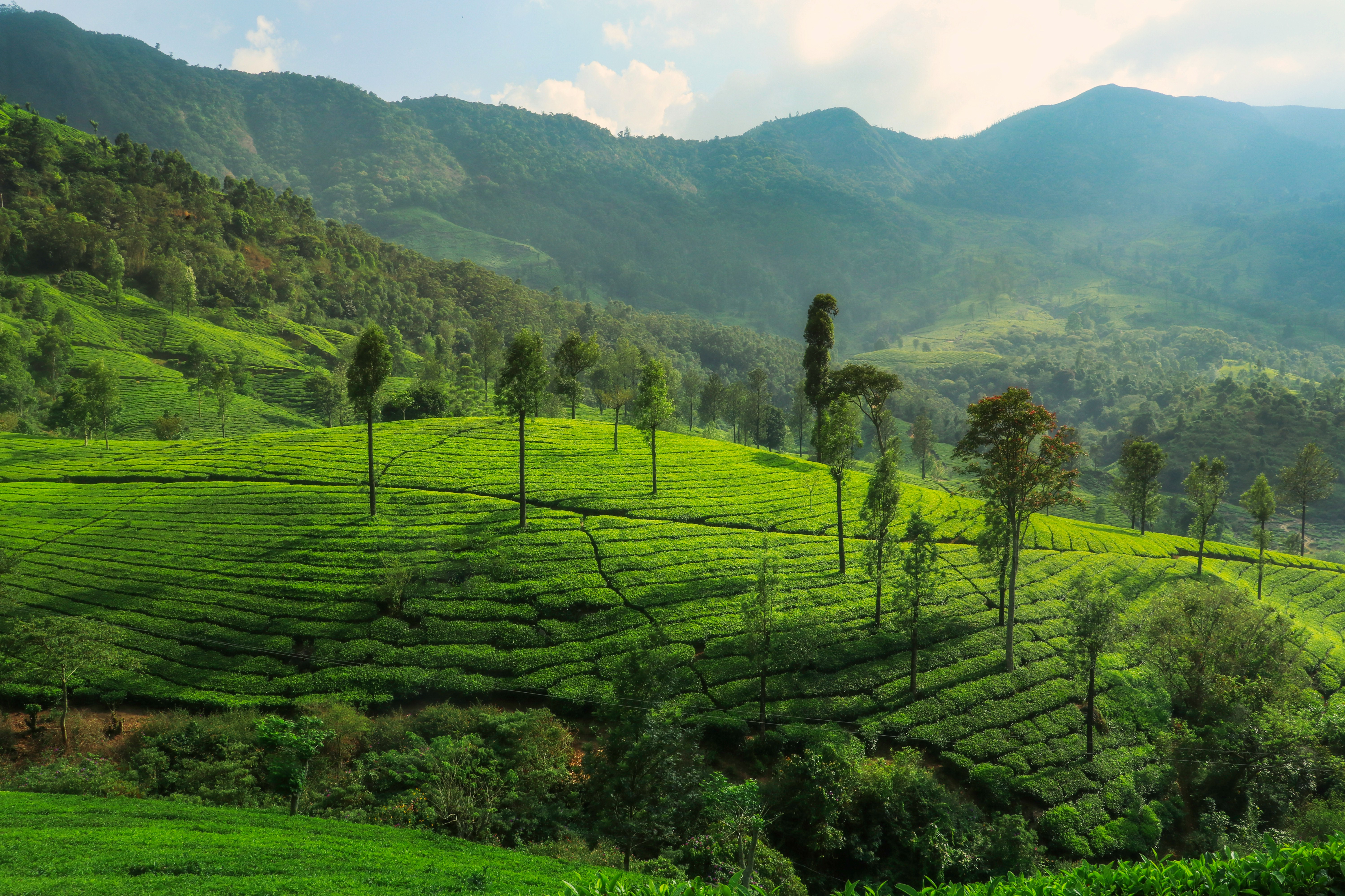 Munnar Hill Station tour image 5