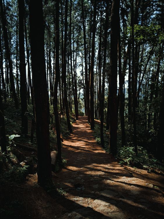 Vagamon Hill Station tour image 2