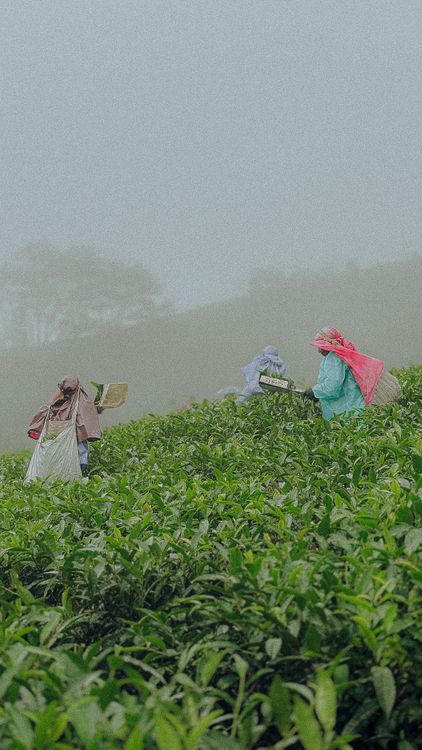 Vagamon Hill Station tour image 3